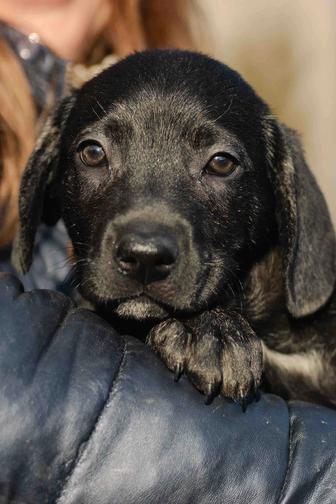 Щенки в поиске дома