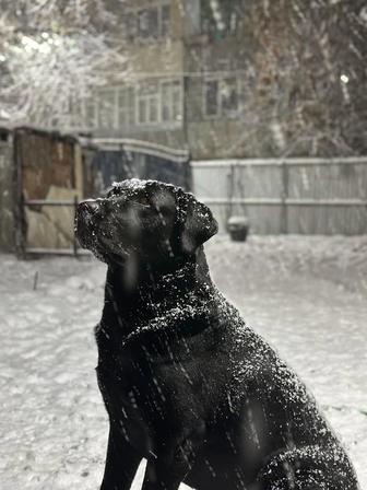 Лабрадор Наруто ищет хозяина