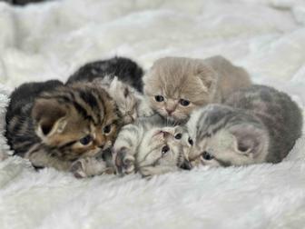 Шотландские вислоухие котята