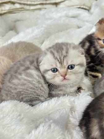 Шотландские вислоухие котята