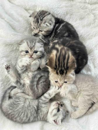Шотландские вислоухие котята
