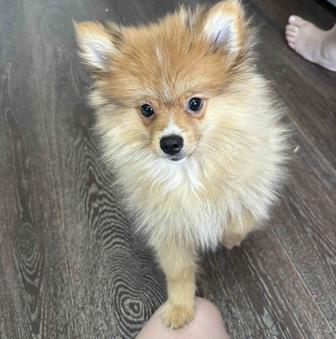 Шпиц чистокровный