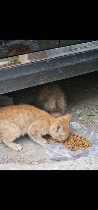 Котенок, котята