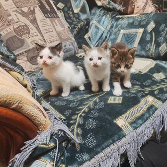 Отдадим котят в хорошие руки