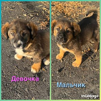 Отдам даром щенят