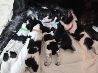 Бронирование щенков русского спаниеля