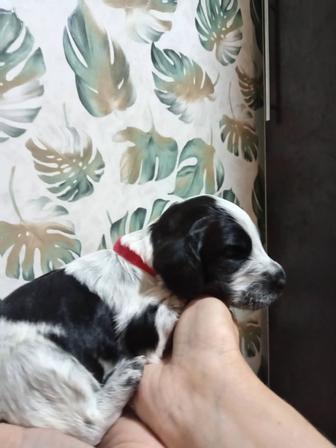 Бронирование щенков русского спаниеля