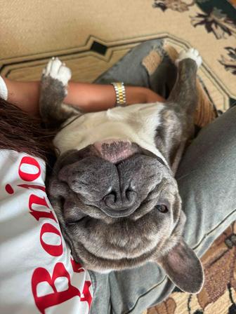 Вязка французского бульдога