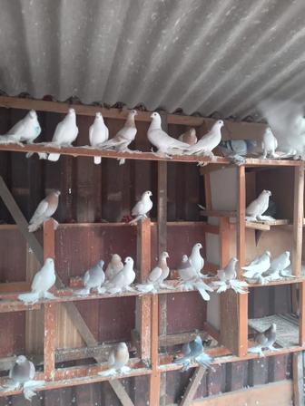 Продам домашних летных голубей