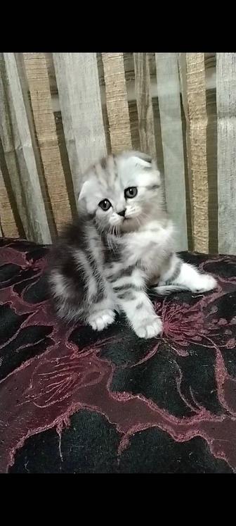 Две вислоухие девочки. Скоттиш Фолд.