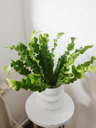 Асплениум (папоротник)