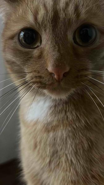 Выгул собак, кормление кошек с утра или вечером