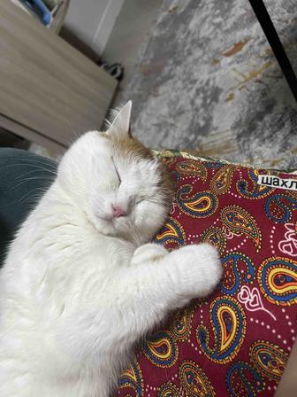 Отдам кота