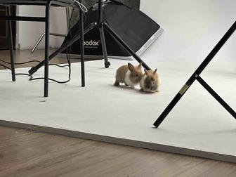 Аренда крольчат