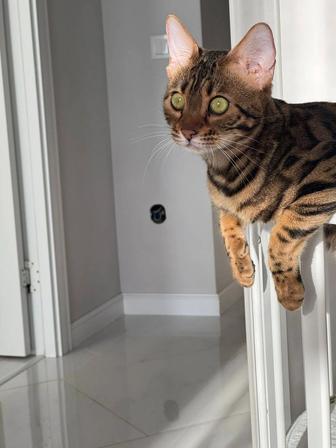 Продам бенгалочку