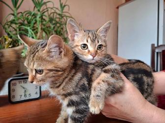 Котята
