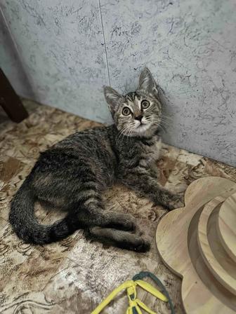 Котенок
