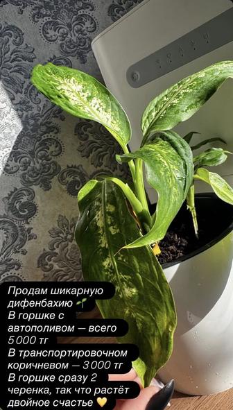 Продам диффенбахию