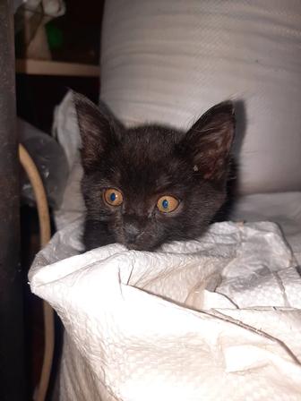 Черный котейка ищет дом , ласковый, умненький знает лоток