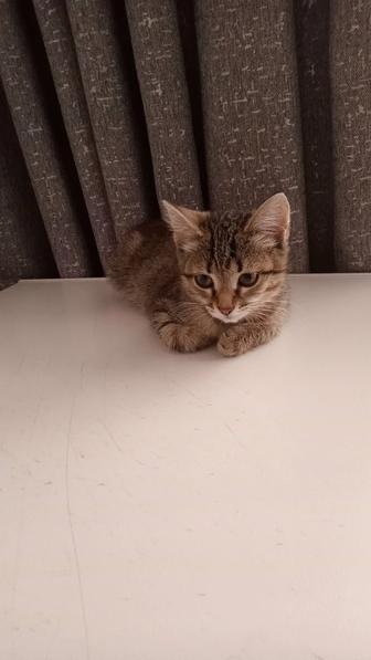 Малышка 3 месяца кошка