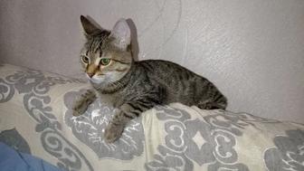 Малышка 3 месяца кошка