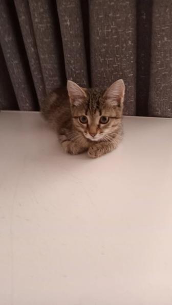 Малышка 3 месяца кошка