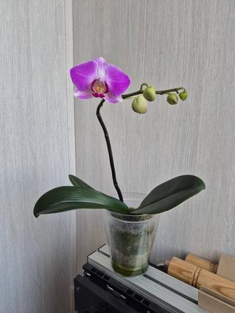 Орхидея