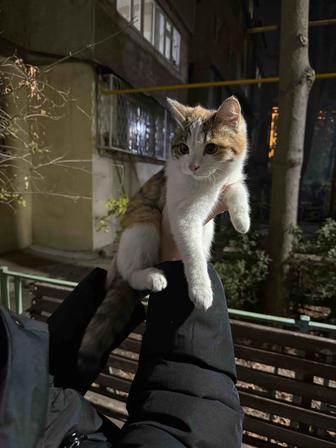 Самая ласковая кошечка