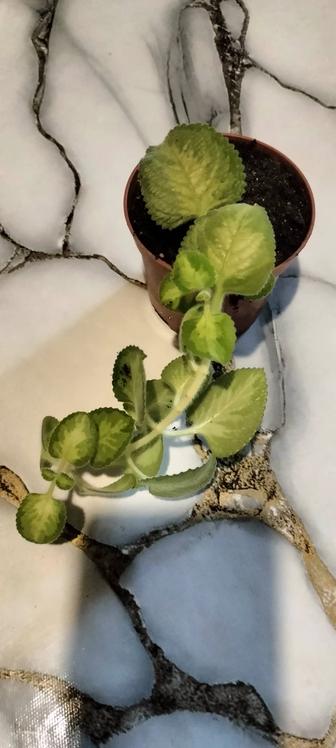 Цветы мята плектрантус.