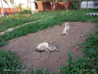 Отдам кошку и котенка