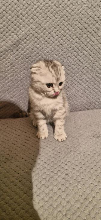 Шотландская вислоухая