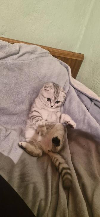 Шотландская вислоухая