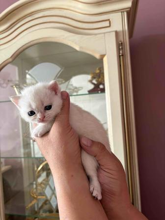 Продаю котят порода Британская шиншилла