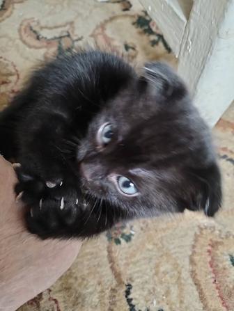 Продам красивую кошечку