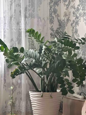 Продам цветок