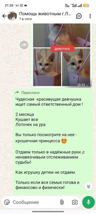 Кошки