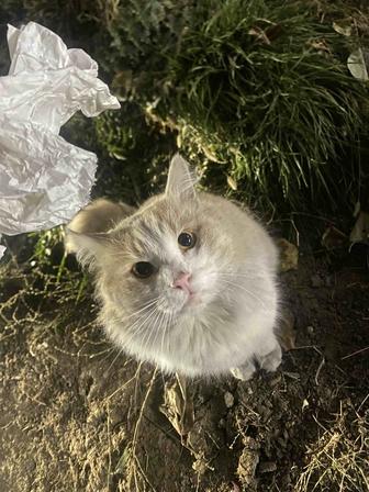 МИСТЕР КОТ ИЩЕТ ЛЮБЯЩИЙ ДОМ