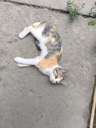 Кошечка