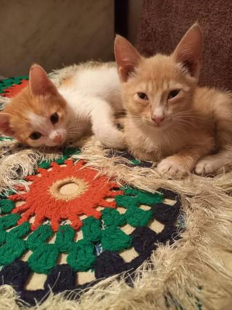 Отдам котят