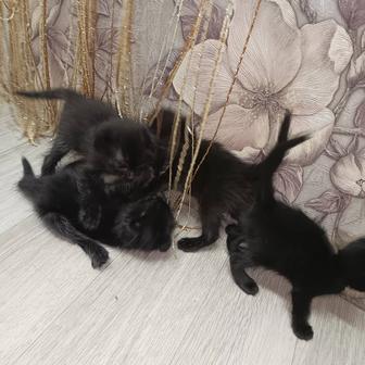 Котята вислоухие