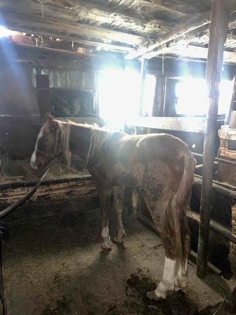 Продам лошадь