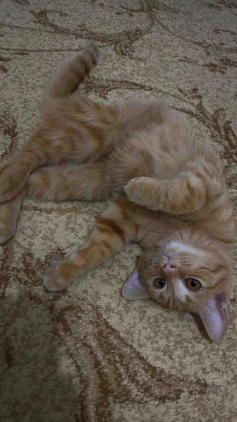 Ищем дом для замечательного кота