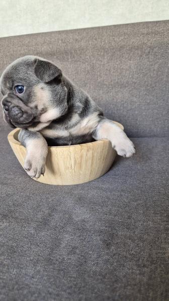 Продам французских бульдожек