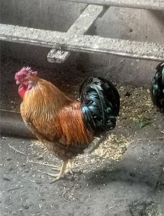 Продаю петухов