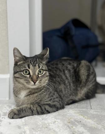 отдам кота в хорошие руки