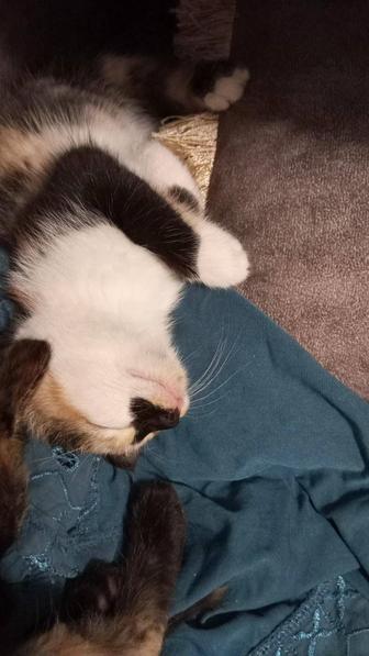 Котенок девочка