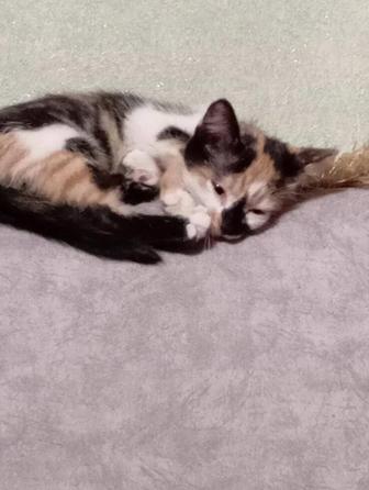 Котенок