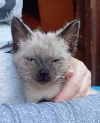 Тайская малютка котенок в поиске дома