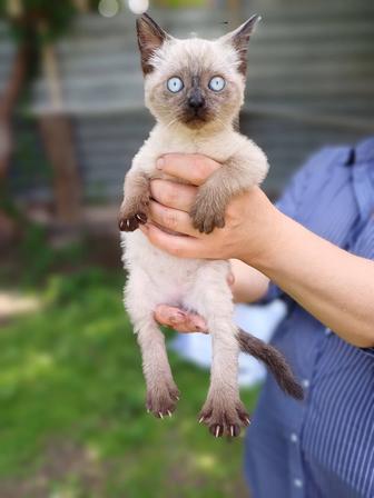 Тайская малютка котенок в поиске дома