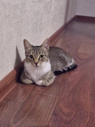 Отдам кошку в добрые руки